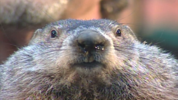 Bleary-Eyed Groundhog Tells Us What We Already Know