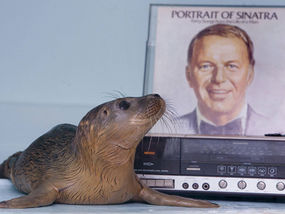 Fridays Are For Frank: “Sand and Sea” (Special Hoboken Seal Edition)