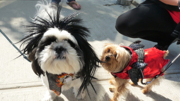 P.I. Paws Howl-O-Ween Event for Liberty Humane Society — Saturday, October 24