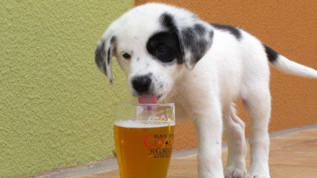 YAPPY HOUR: The Ale House Goes to the Dogs, Raising Funds for Liberty Humane Society — First Friday of Every Month from 7-9 p.m.