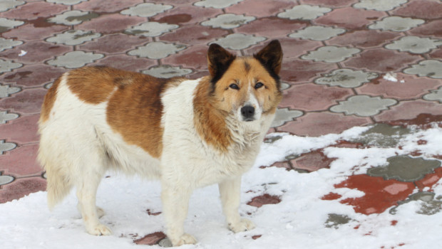 AGONY OF THE FEET: Trusty Tails Looks at Pet-Friendly Ice Melt