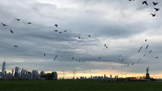 ALL ABOUT THE BIRDIES: Rally at Liberty State Park to Oppose Golf Club Expansion Into Bird Sanctuary—SATURDAY, JANUARY 11 @ 11:00 a.m.